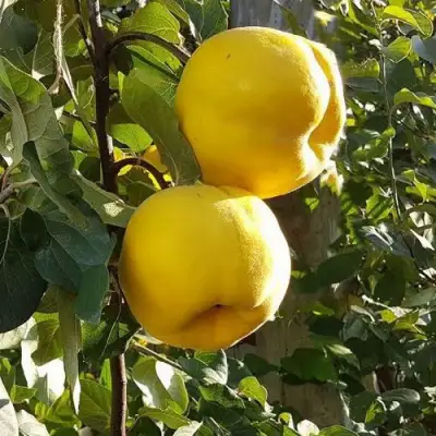 Айва МАРИЯ в Новополоцке