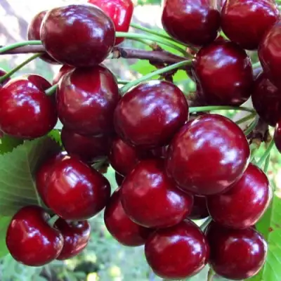 Вишня ЖУКОВСКАЯ в Новополоцке