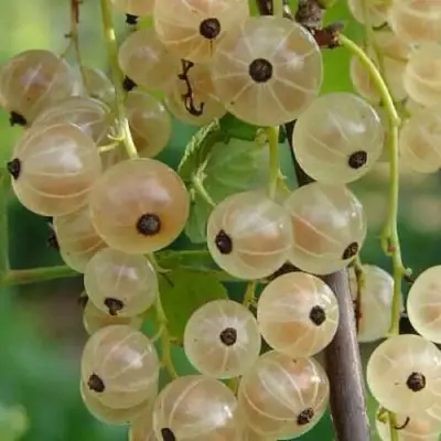 Смородина белая СМОЛЬЯНИНОВСКАЯ в Новополоцке