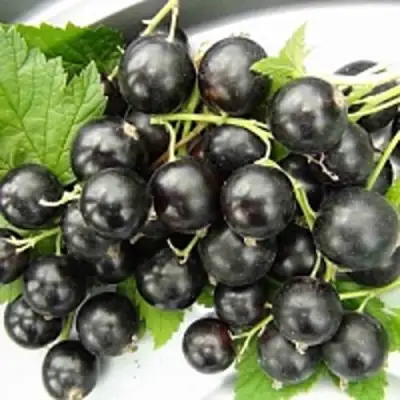 Смородина чёрная ТИТАНИЯ в Новополоцке