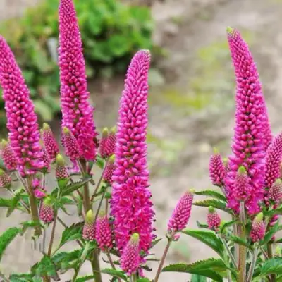 Вероника ФЕРСТ ЛАВ длиннолистная в Новополоцке