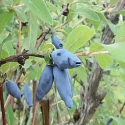 Жимолость съедобная ПУШКИНСКАЯ в Новополоцке