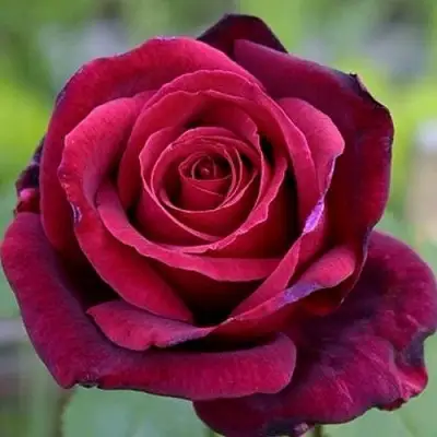 Роза ПАПА МЕЙЯН чайно-гибридная в Новополоцке