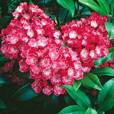 Кальмия КАРДИНАЛ в Новополоцке