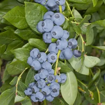 Голубика ЛИБЕРТИ в Новополоцке