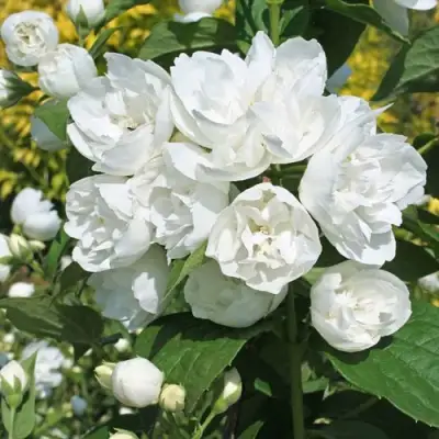 Жасмин махровый в Новополоцке