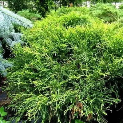 Кипарисовик ФИЛИФЕРА АУРЕА ВАРИЕГАТТА горохоплодный в Новополоцке