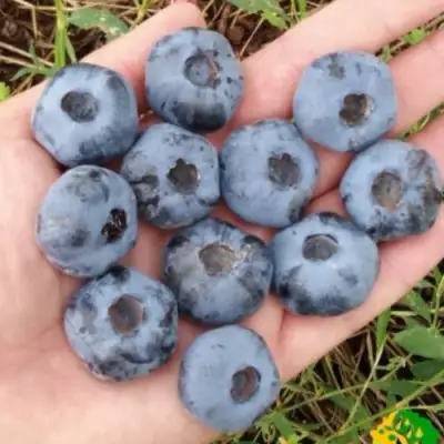 Голубика ЧАНДЛЕР в Новополоцке