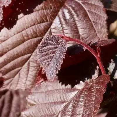 Фундук СИРЕНА в Новополоцке