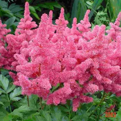 Астильба БОНН японская в Новополоцке