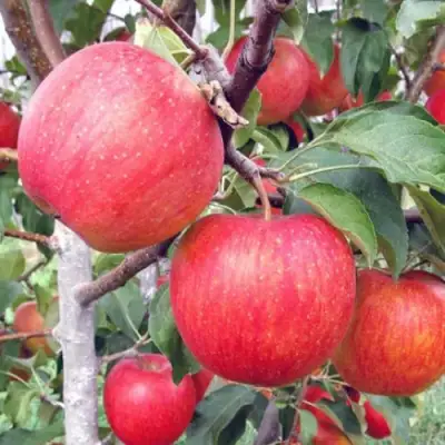 Яблоня ЖЕНЕВА (ЖЕНЕВА ЭРЛИ) в Новополоцке