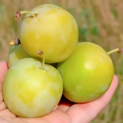 Слива РЕНКЛОД ранний в Новополоцке