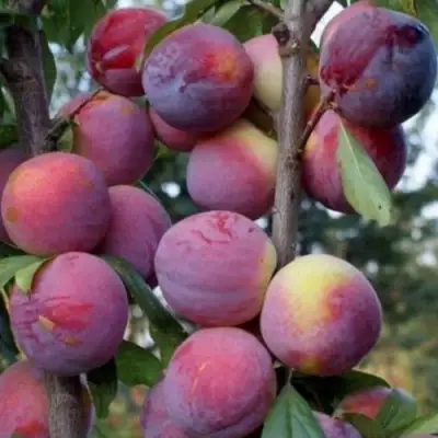 Слива ИМПЕРИАЛ колонновидная в Новополоцке