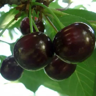 Дюк КСЕНИЯ (ЧЕРЕВИШНЯ) в Новополоцке