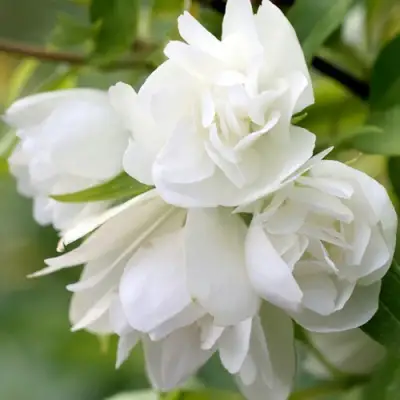 Жасмин МАНТО Д’ЭРМИН в Новополоцке