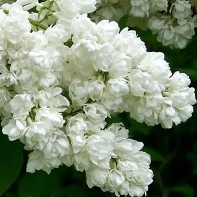 Сирень ПАМЯТЬ О КОЛЕСНИКОВЕ в Новополоцке