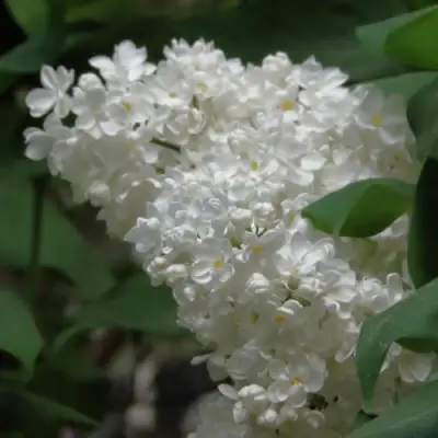 Сирень РУССКИЙ СЕВЕР в Новополоцке