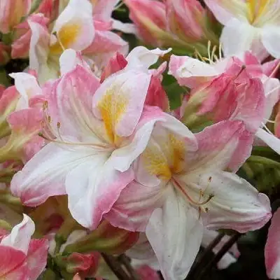 Азалия САТОМИ японская в Новополоцке