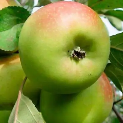 Яблоня БРАТ ЧУДНОГО стелющаяся в Новополоцке