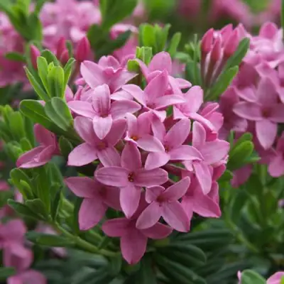 Волчеягодник КОЛЛИНА ГАРАЛЕНС в Новополоцке