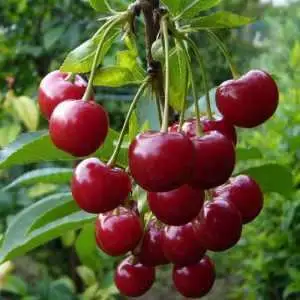 Дюк ФАКЕЛ в Новополоцке