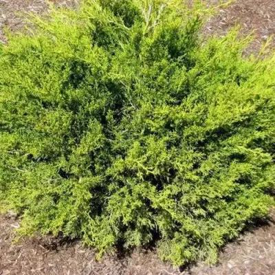 Можжевельник ИЗАБЕЛИН китайский в Новополоцке