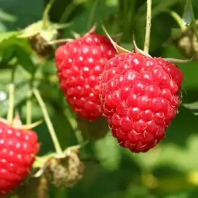 Малина БАЛЬЗАМ в Новополоцке