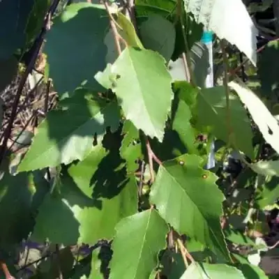 Береза САММЕР КАСКАД черная в Новополоцке