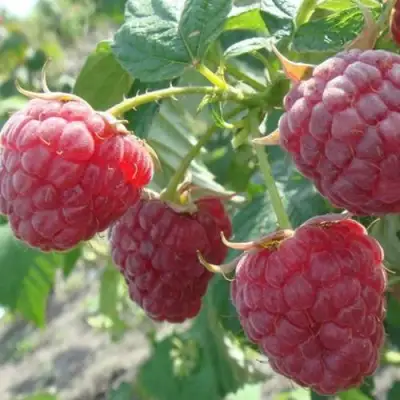 Малина БРУСИЛОВСКАЯ в Новополоцке