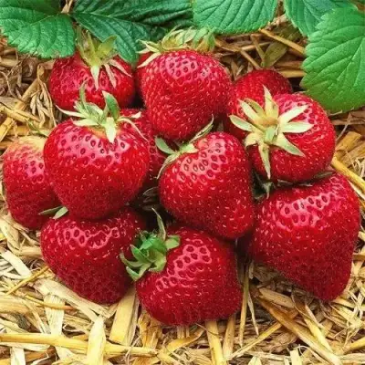 Клубника ХОНЕЙ в Новополоцке