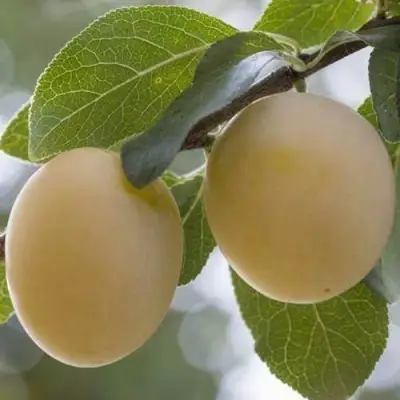 Слива УТРО в Новополоцке