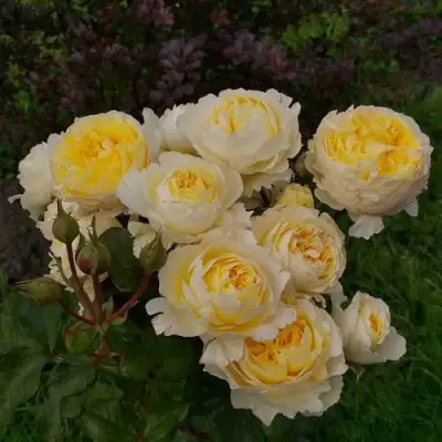 Роза БЕАТРИС английская в Новополоцке