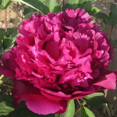 Пион ТАЙНАЯ СТРАСТЬ древовидный в Новополоцке