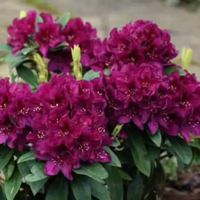 Рододендрон КАЛИ в Новополоцке