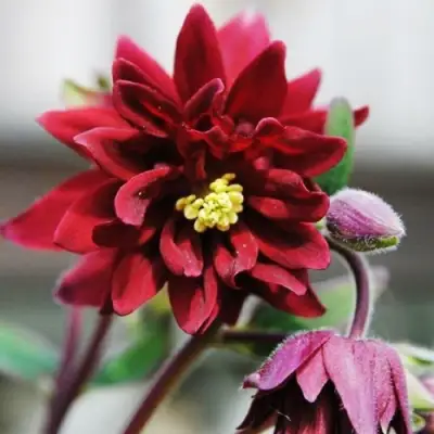 Аквилегия РУБИ ПОРТ обыкновенная в Новополоцке