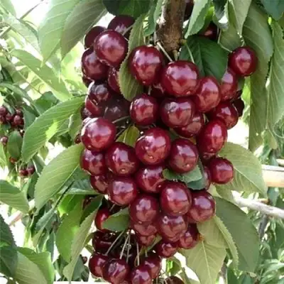 Черешня СИЛЬВИЯ колоновидная в Новополоцке