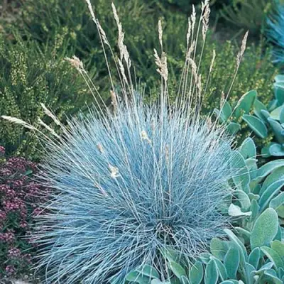 Овсяница АЙСФОГЕЛЬ сизая в Новополоцке