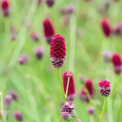 Кровохлебка БИТЛВИНГЗ в Новополоцке