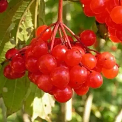 Калина ПАМЯТИ ВАЛЕНТИНЫ в Новополоцке