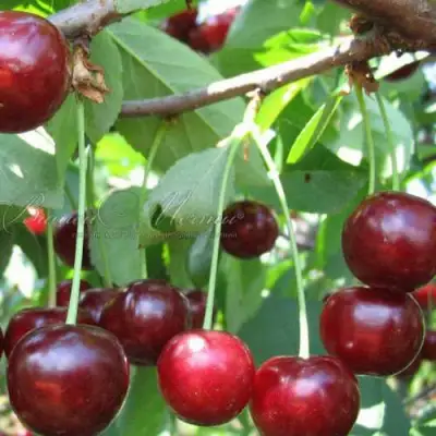 Дюк ИВАНОВНА в Новополоцке