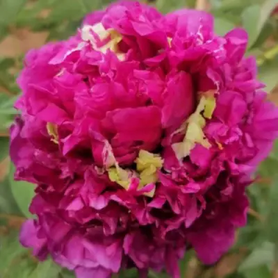 Пион ПОЛЕТ ЛАСТОЧКИ древовидный в Новополоцке