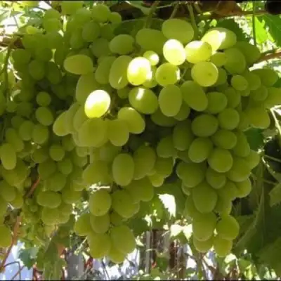 Виноград ИЛЬЯ  в Новополоцке