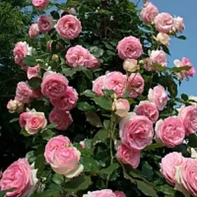 Роза ПЬЕР ДЕ РОНСАР плетистая в Новополоцке