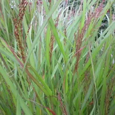 Просо ВЭРРИОР прутьевидное в Новополоцке