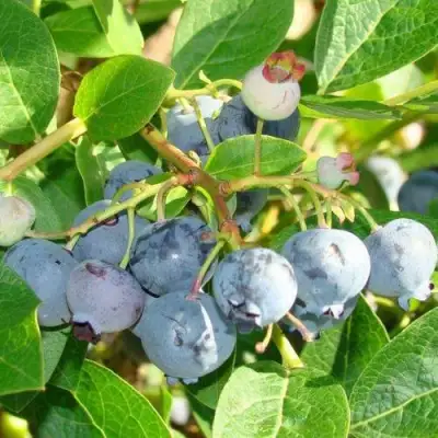 Голубика БЛЮДЖЕЙ в Новополоцке