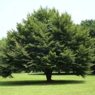 Бук обыкновенный в Новополоцке