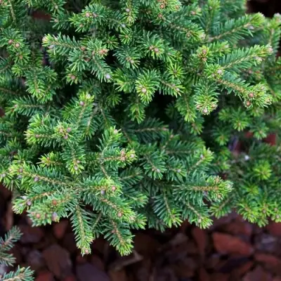 Ель ВИЛС ЦВЕРГ обыкновенная в Новополоцке