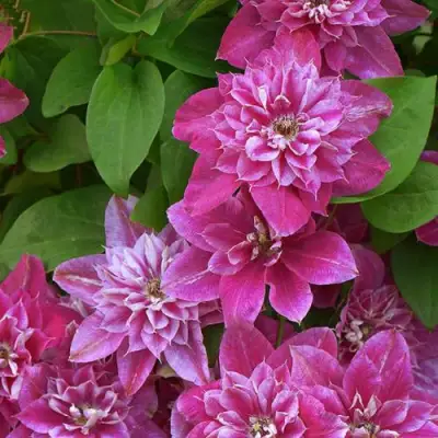 Клематис МАЙ ДАРЛИНГ  в Новополоцке