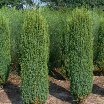 Можжевельник ХИБЕРНИКА обыкновенный  в Новополоцке