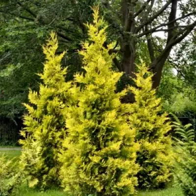 Туя ГОЛДЕН БРАБАНТ западная в Новополоцке